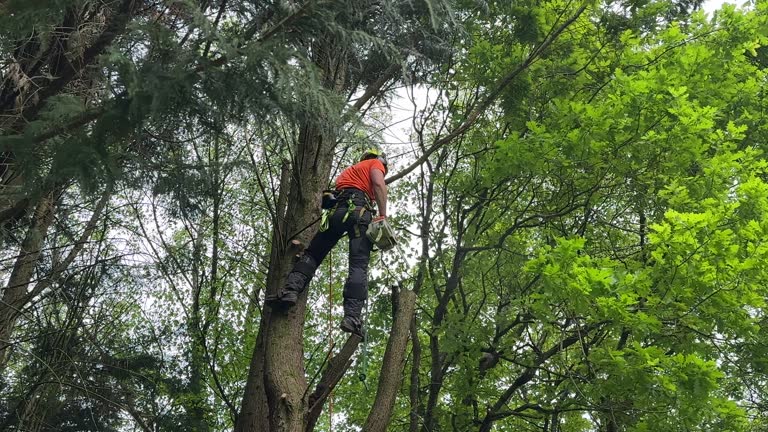 Reliable Ashland, CA Tree Removal and Landscaping Services Solutions